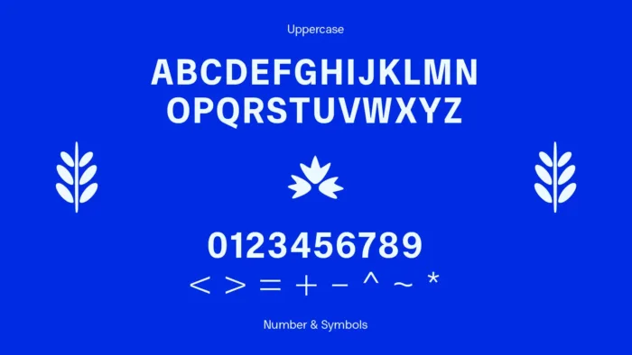 Young Typeface - Font Display tiếng Việt miễn phí - Ảnh 3